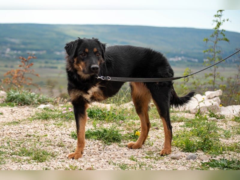 Wundervolle Missy sucht ihr Für-immer-Zuhause
