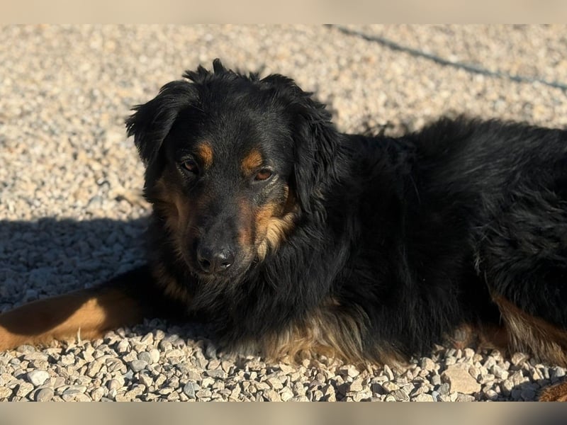 Wundervolle Missy sucht ihr Für-immer-Zuhause