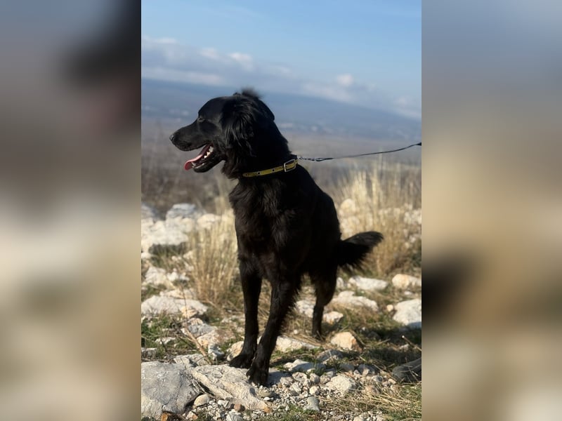 Benji - Sportskanone sucht ihr Glück