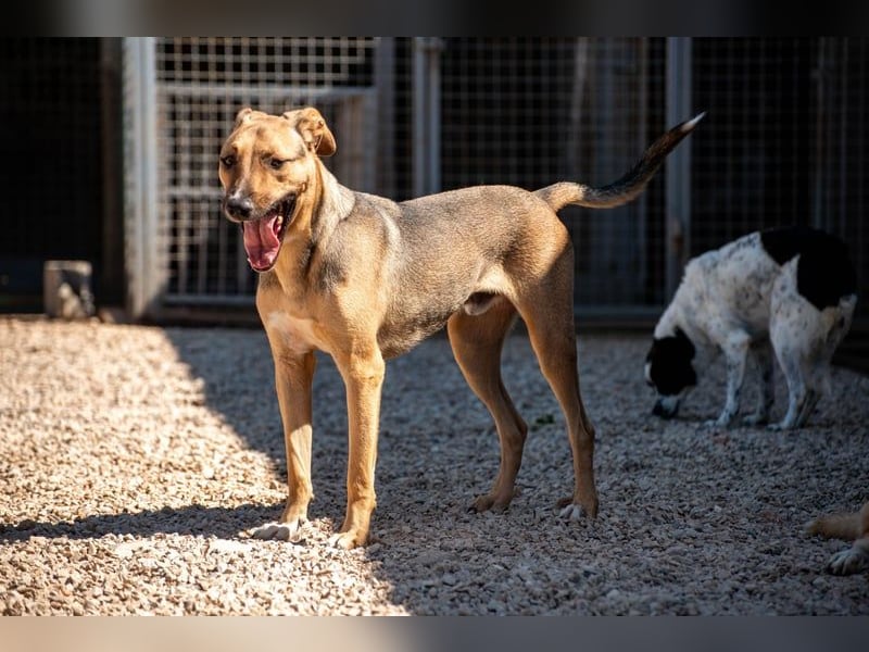 Alessio – sanfter Blick, großes Herz