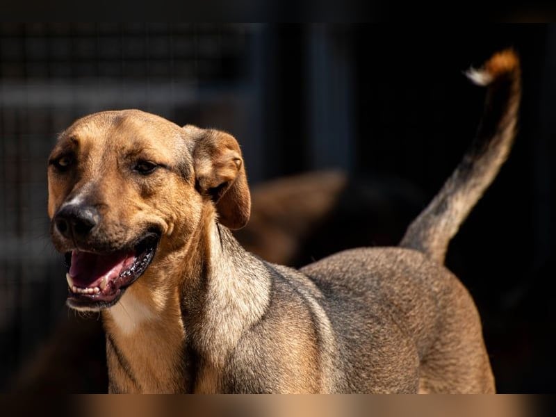 Alessio – sanfter Blick, großes Herz