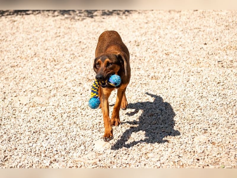 Wirbelwind Mistral sucht aktive Familie