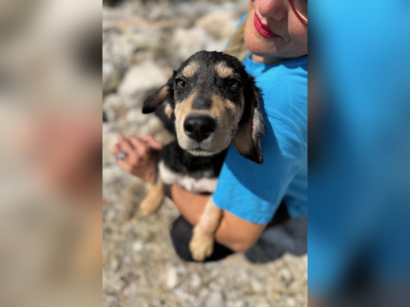 Franzl möchte euer Familienhund werden