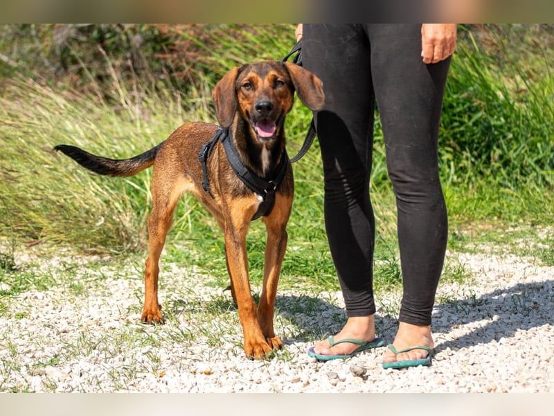 Wirbelwind Mistral sucht aktive Familie