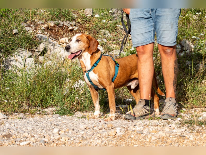 Watson – ein Senior auf der Suche nach Ruhe und Liebe