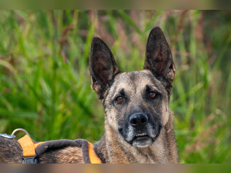 Nuvo – ein Kämpfer mit besonderem Charme sucht ein Zuhause