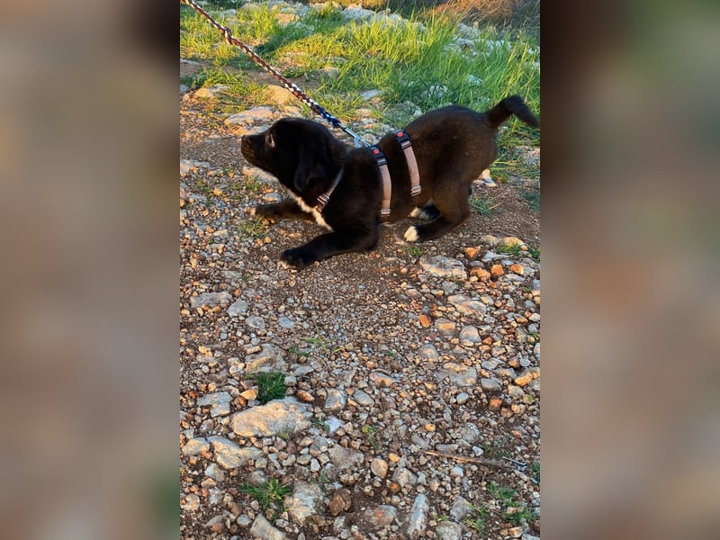 Lino wünscht sich ein Zuhause