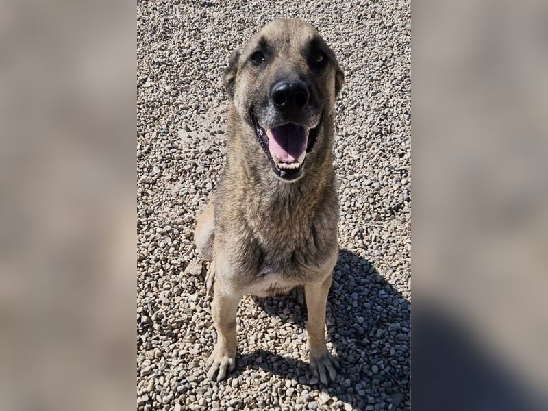 Nuvo – ein Kämpfer mit besonderem Charme sucht ein Zuhause