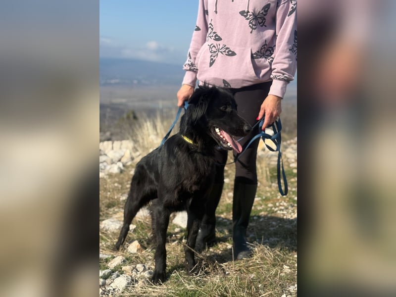 Benji - Sportskanone sucht ihr Glück