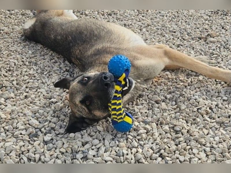 Nuvo – ein Kämpfer mit besonderem Charme sucht ein Zuhause