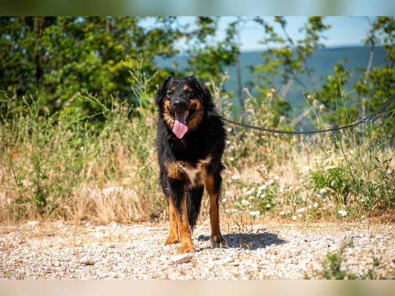 Wundervolle Missy sucht ihr Für-immer-Zuhause