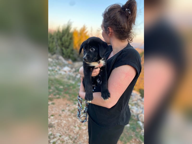 Lino wünscht sich ein Zuhause