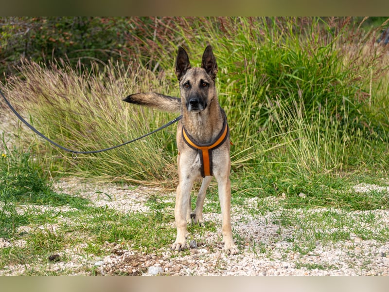 Nuvo – ein Kämpfer mit besonderem Charme sucht ein Zuhause