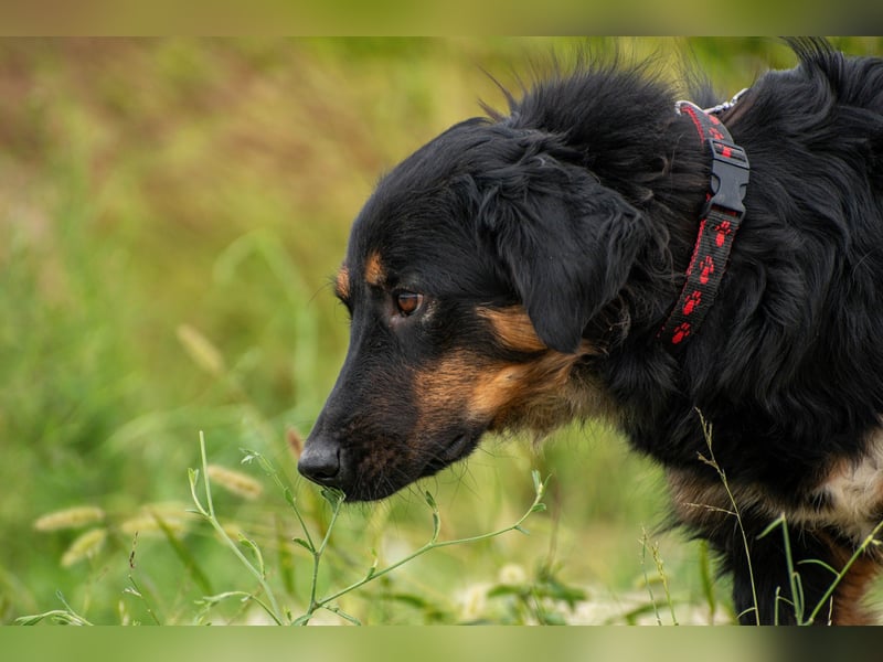 Wundervolle Missy sucht ihr Für-immer-Zuhause