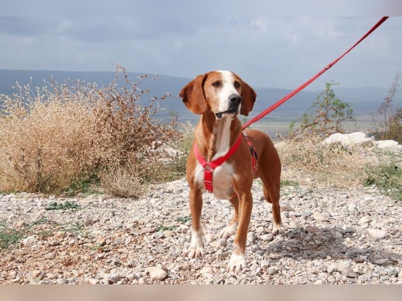 Watson – ein Senior auf der Suche nach Ruhe und Liebe