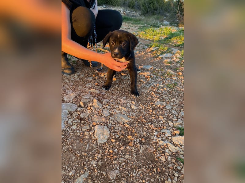 Lino wünscht sich ein Zuhause