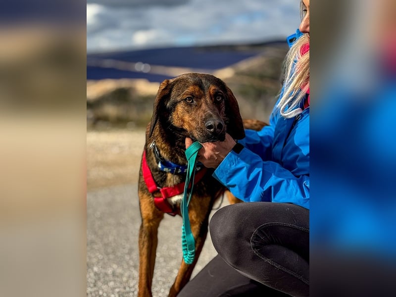 Wirbelwind Mistral sucht aktive Familie