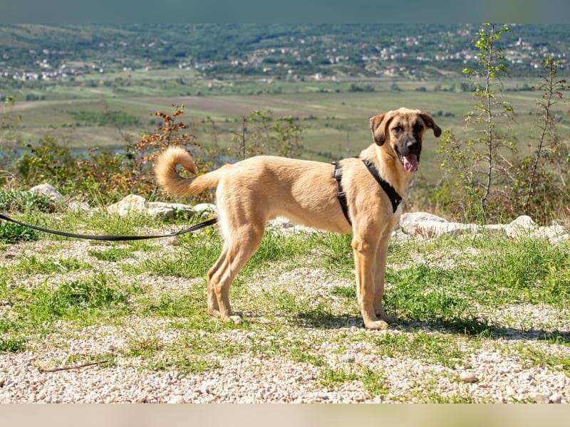 Kajan hofft, von seinen Menschen gefunden zu werden