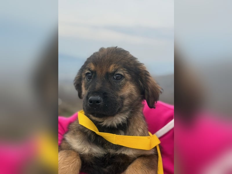 Calua sucht ein liebevolles Zuhause