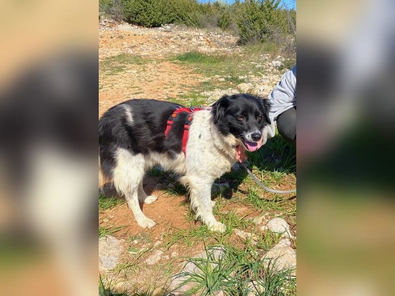 Bella - der Name ist Programm