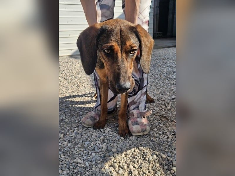 Wirbelwind Mistral sucht aktive Familie