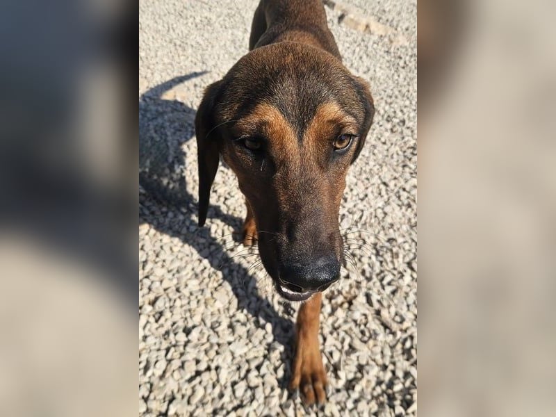 Wirbelwind Mistral sucht aktive Familie