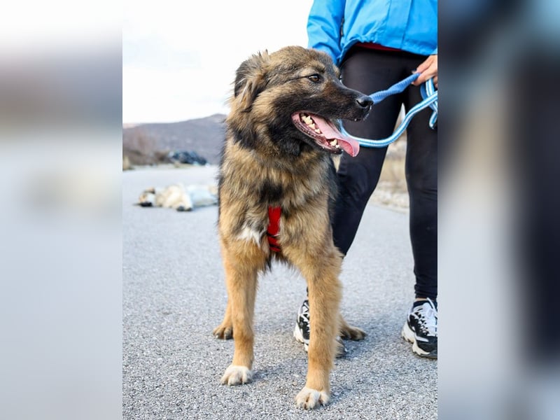 Everest sucht Dich