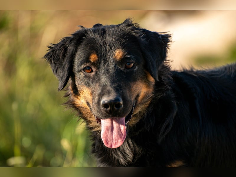 Wundervolle Missy sucht ihr Für-immer-Zuhause