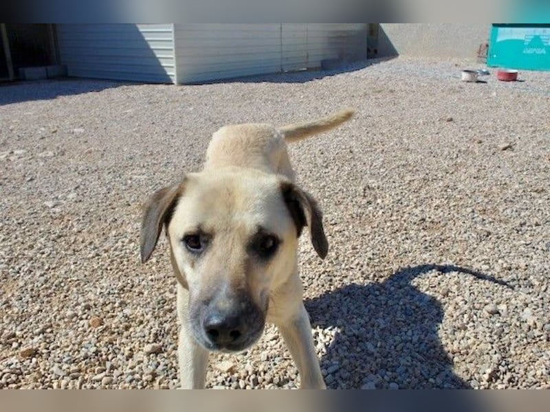 Maverick - Wer gibt ihm die Chance, über sich hinauszuwachsen?