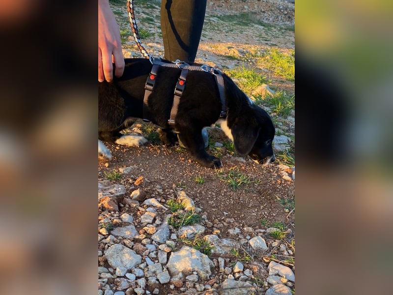 Pinia wünscht sich ein Zuhause