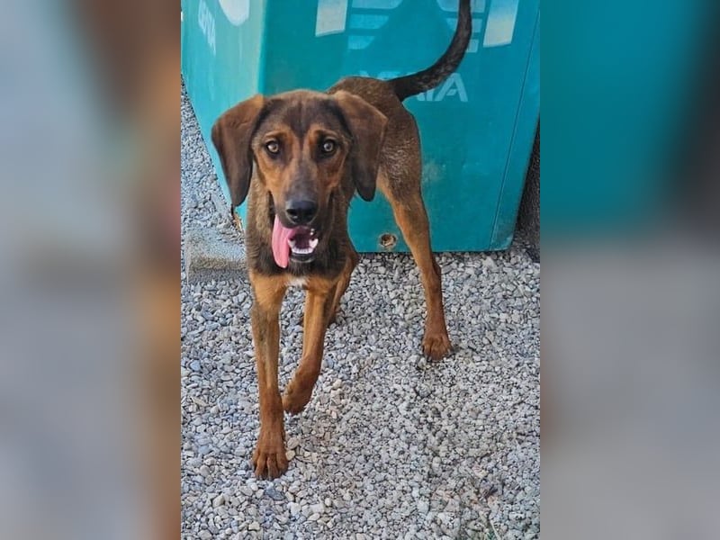 Wirbelwind Mistral sucht aktive Familie