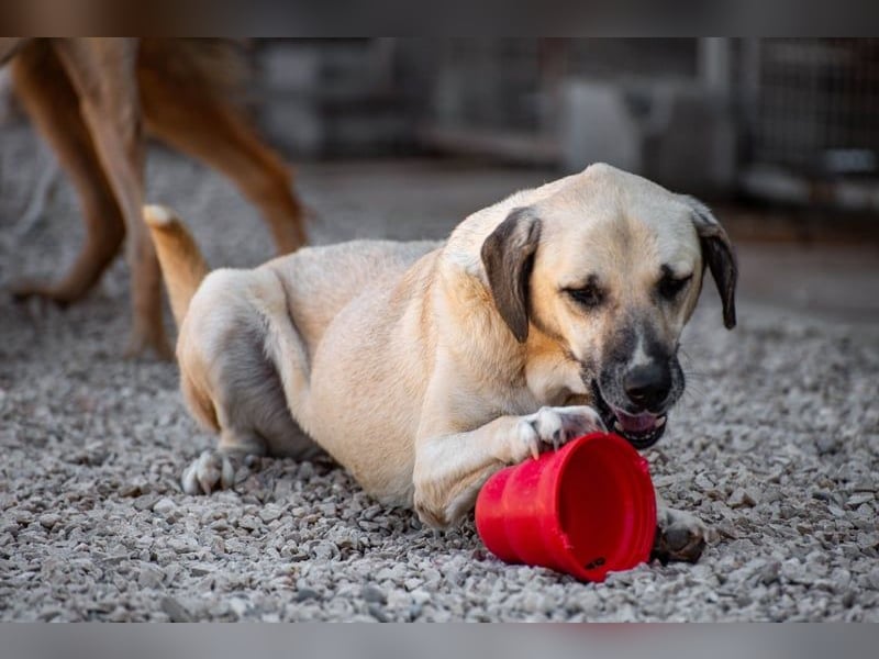 Maverick - Wer gibt ihm die Chance, über sich hinauszuwachsen?