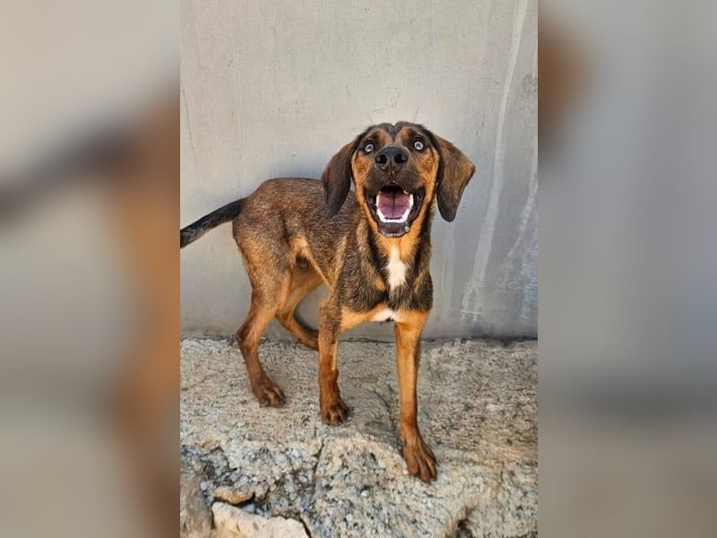 Wirbelwind Mistral sucht aktive Familie