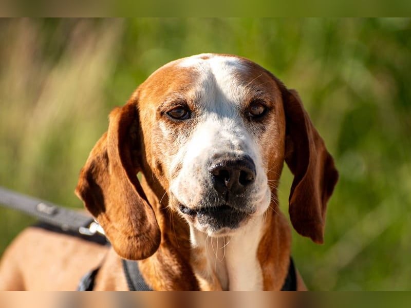 Watson – ein Senior auf der Suche nach Ruhe und Liebe