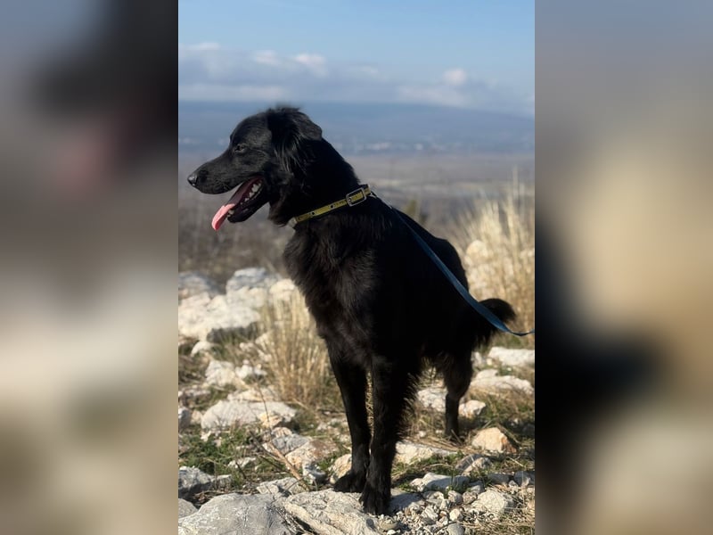 Benji - Sportskanone sucht ihr Glück