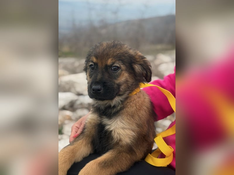 Calua sucht ein liebevolles Zuhause