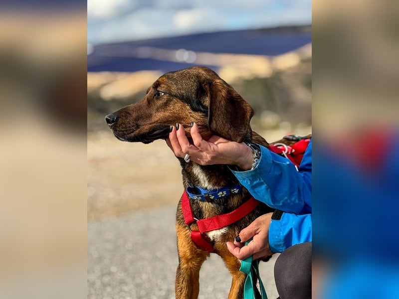 Wirbelwind Mistral sucht aktive Familie