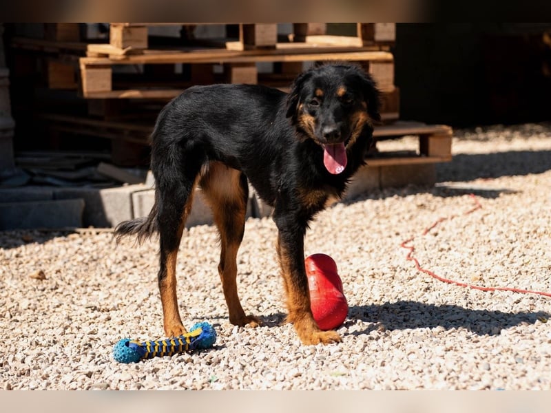 Wundervolle Missy sucht ihr Für-immer-Zuhause
