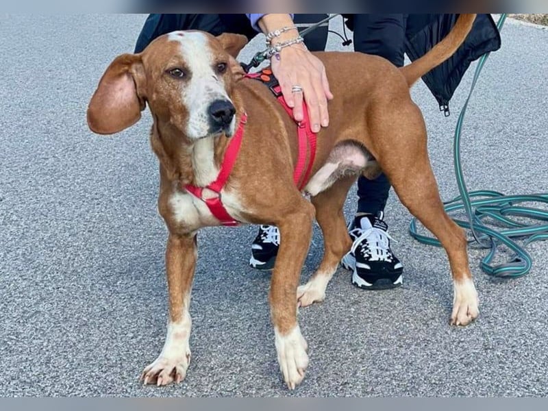 Watson – ein Senior auf der Suche nach Ruhe und Liebe