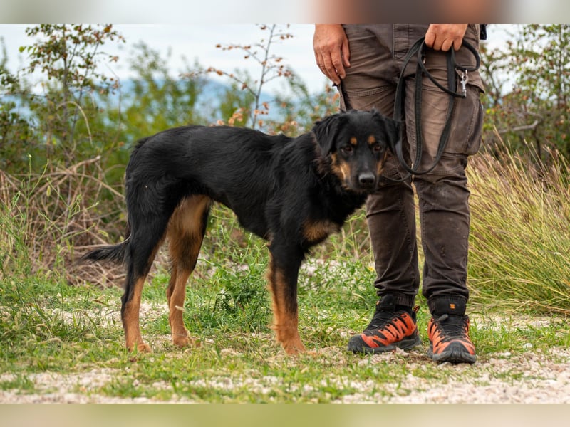 Wundervolle Missy sucht ihr Für-immer-Zuhause