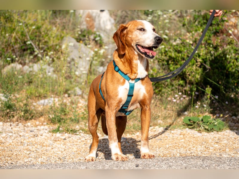 Watson – ein Senior auf der Suche nach Ruhe und Liebe