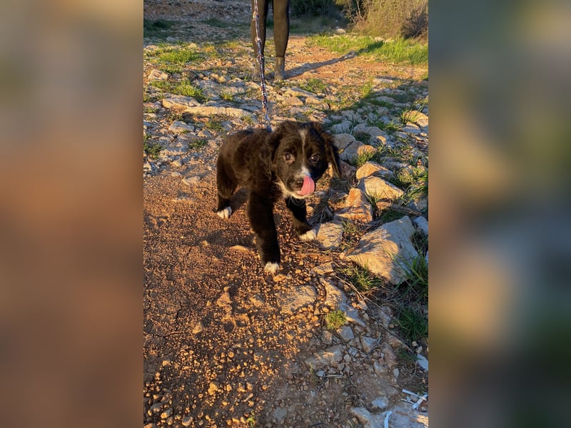 Arti wünscht sich ein Zuhause