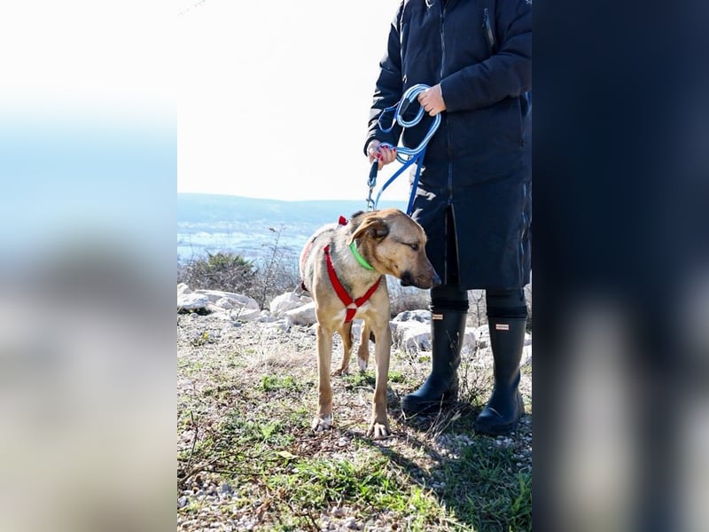 Alessio – sanfter Blick, großes Herz