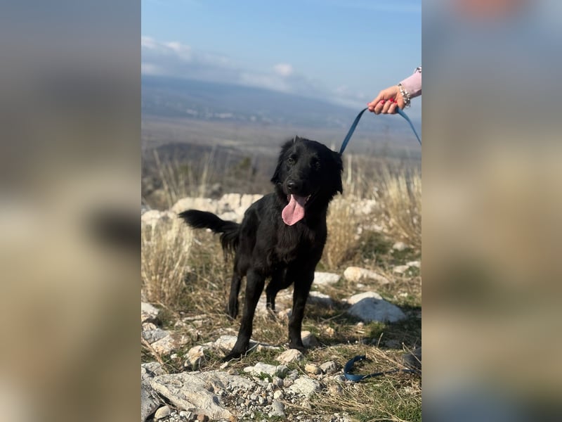Benji - Sportskanone sucht ihr Glück