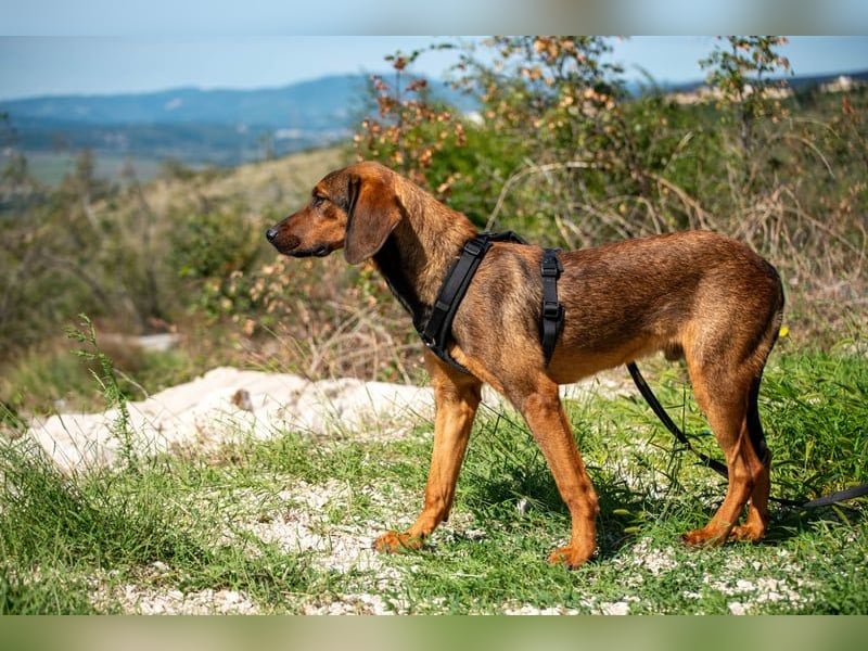 Wirbelwind Mistral sucht aktive Familie