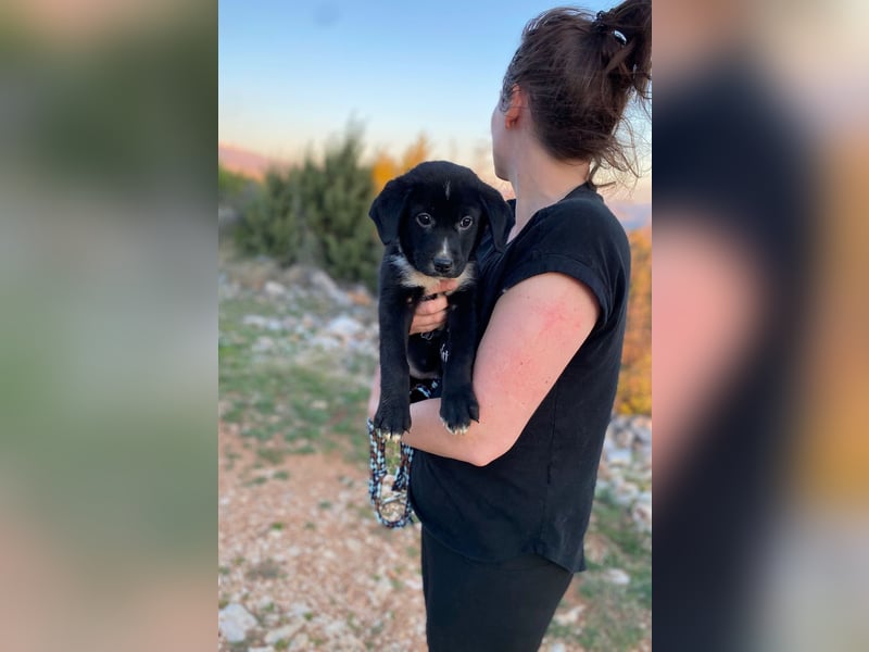 Lino wünscht sich ein Zuhause