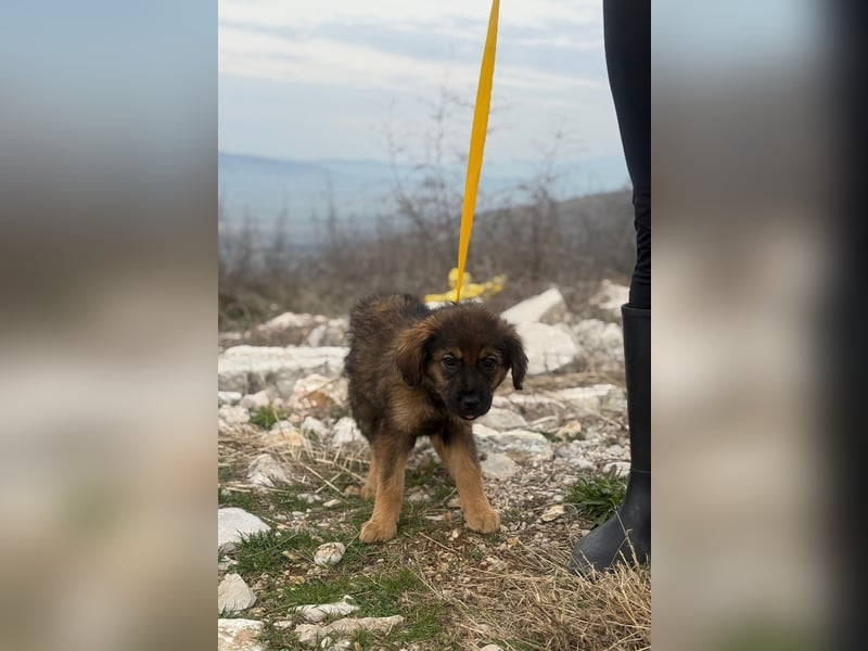 Calua sucht ein liebevolles Zuhause