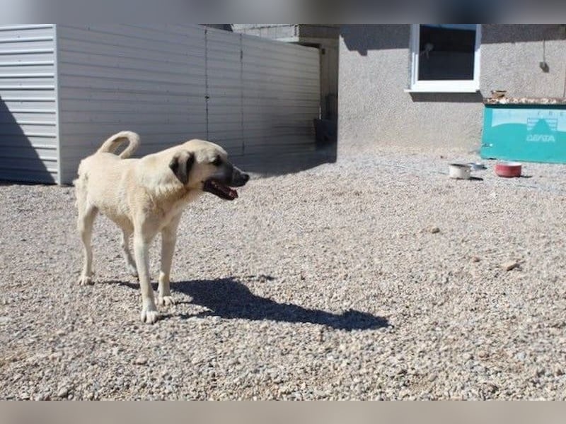Maverick - Wer gibt ihm die Chance, über sich hinauszuwachsen?