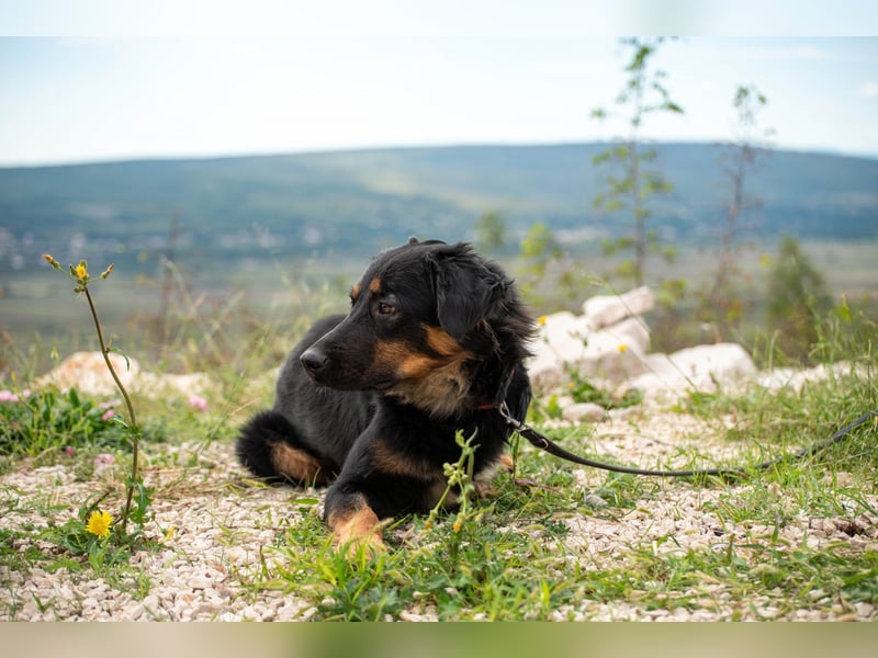 Wundervolle Missy sucht ihr Für-immer-Zuhause