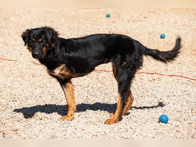 Wundervolle Missy sucht ihr Für-immer-Zuhause